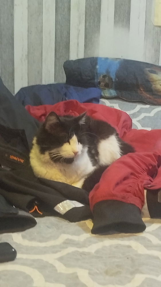 Mi gato