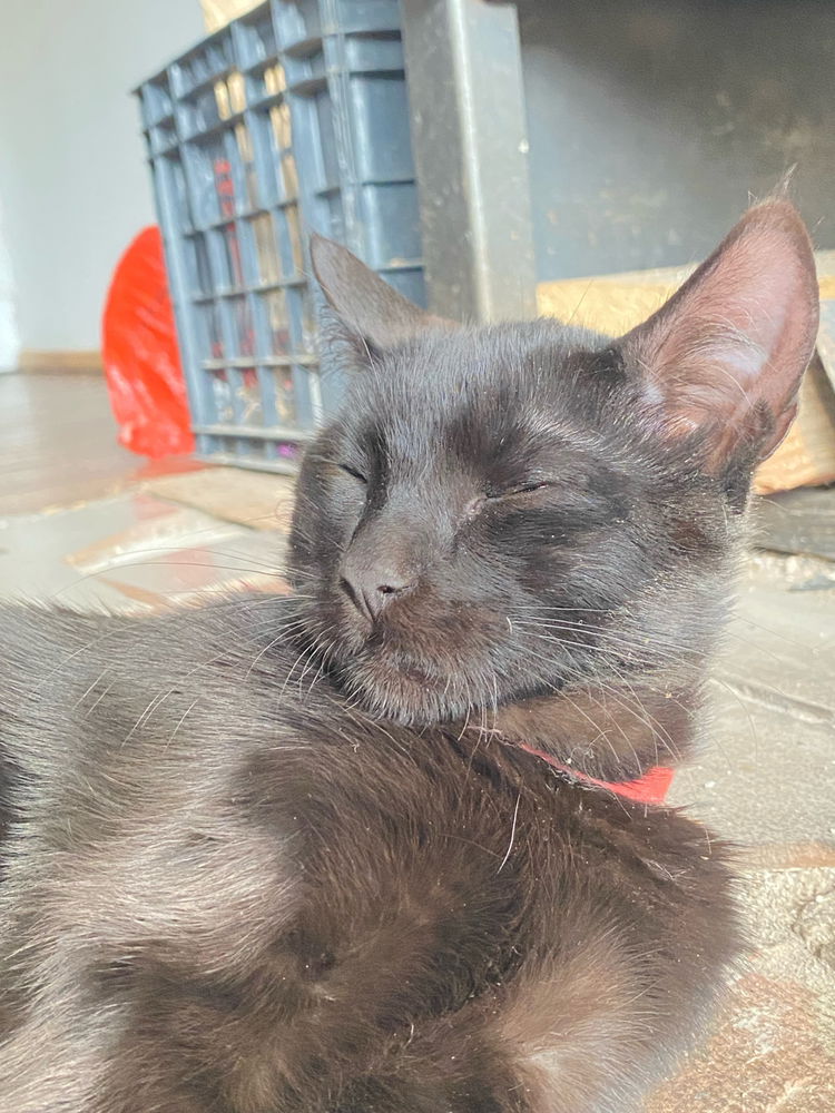 Mi gato