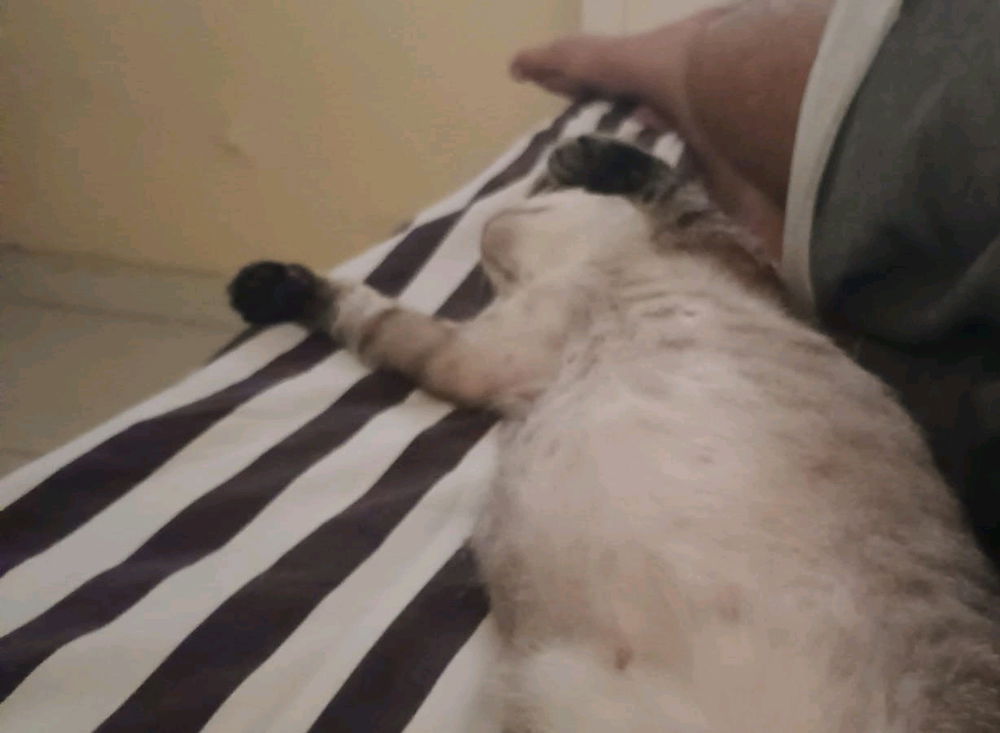O buxinho pra cima é o charme dela