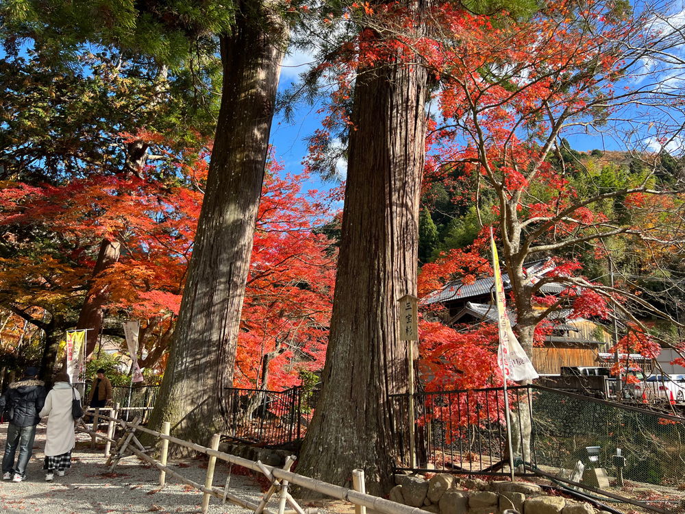 Fall In Kyoto