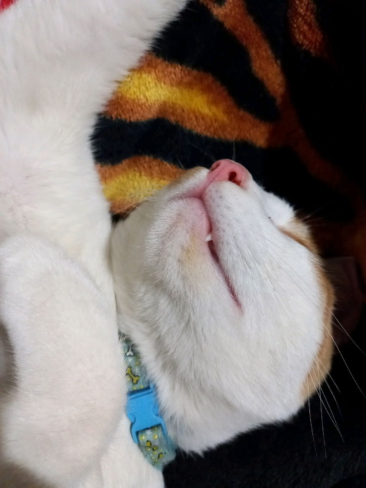 Mimido