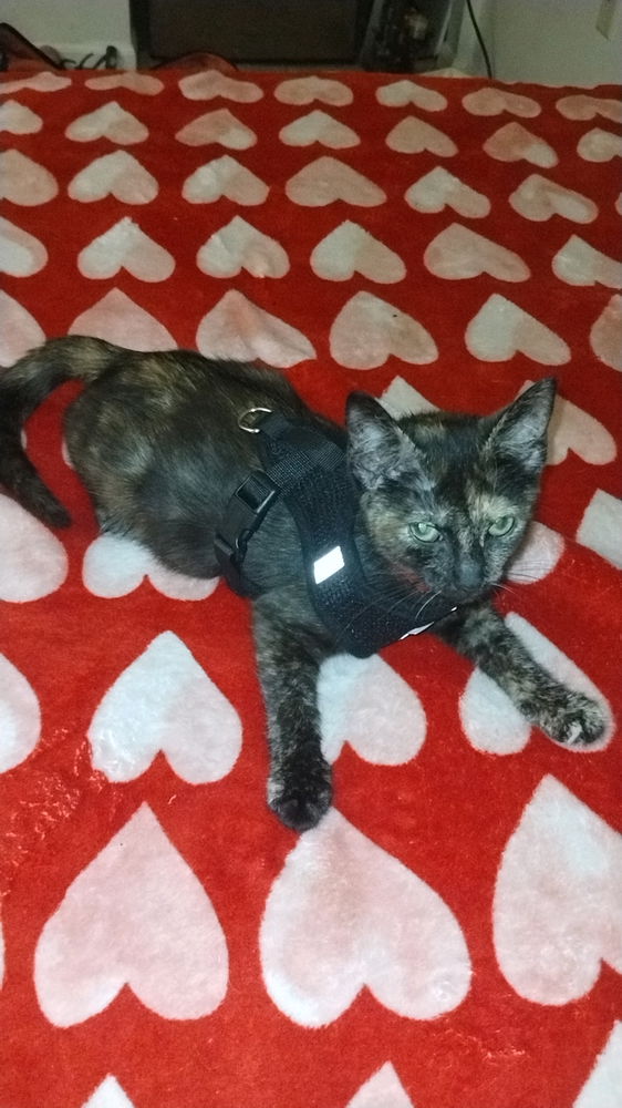 My kitten