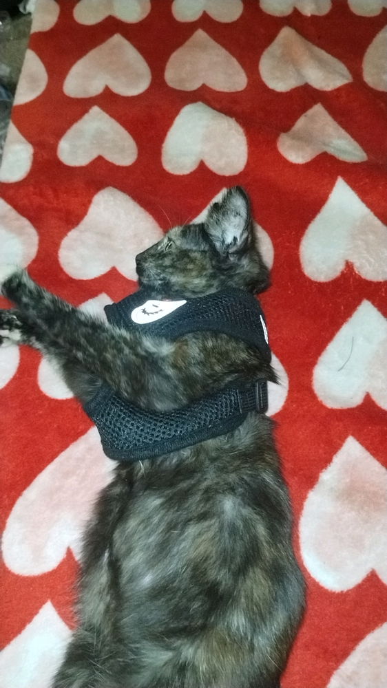 My kitten