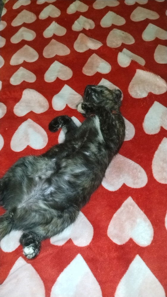 My kitten