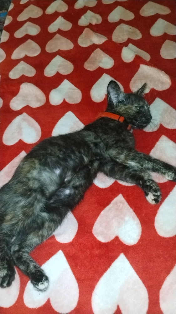 My kitten