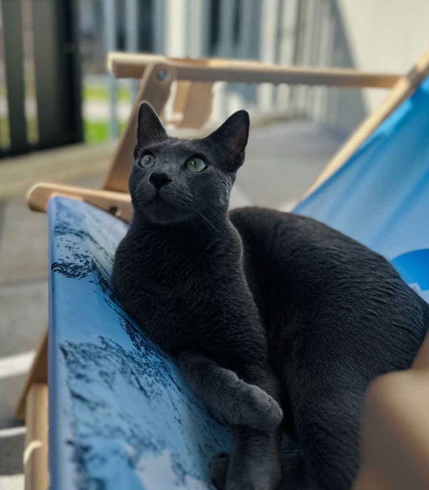 Loki aka Bärchen❣️