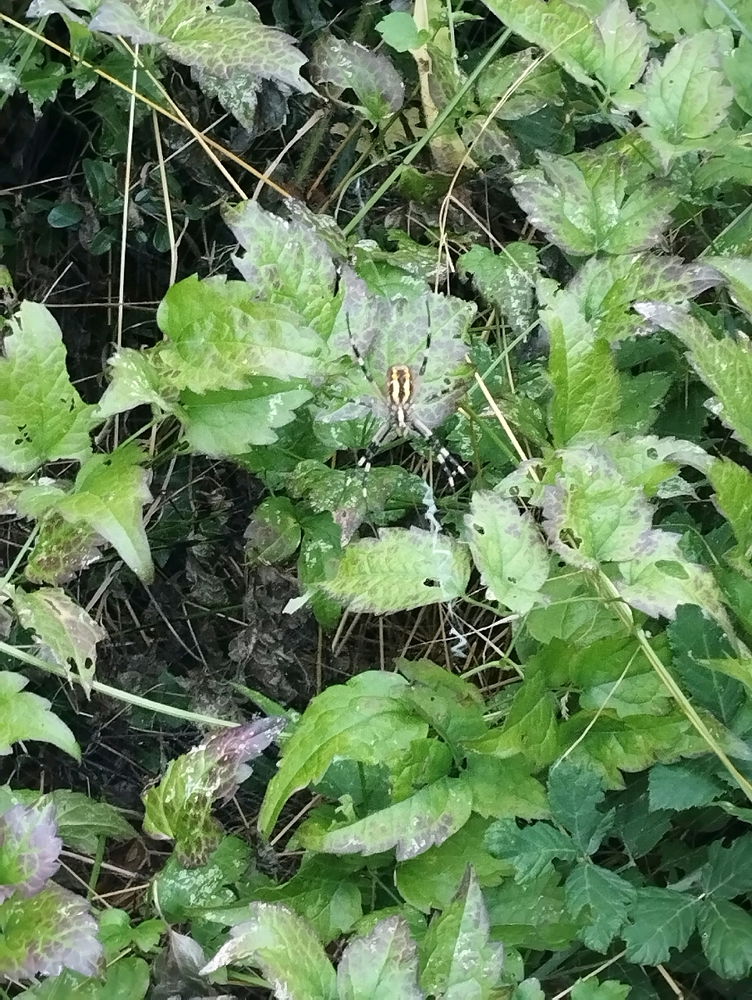 Argiope