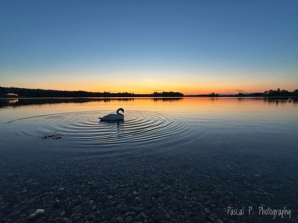 Le lac du Cygne