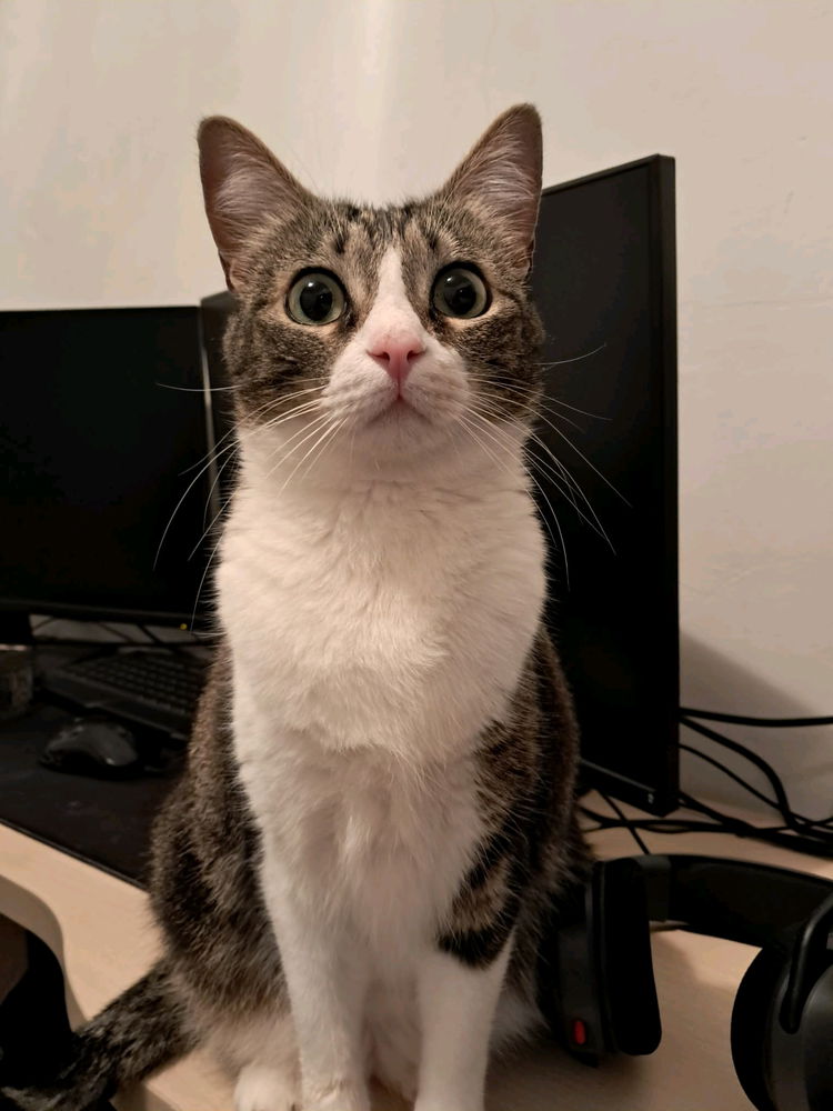 Mi gata cuando me mira y mi gata cuando la acarició:
