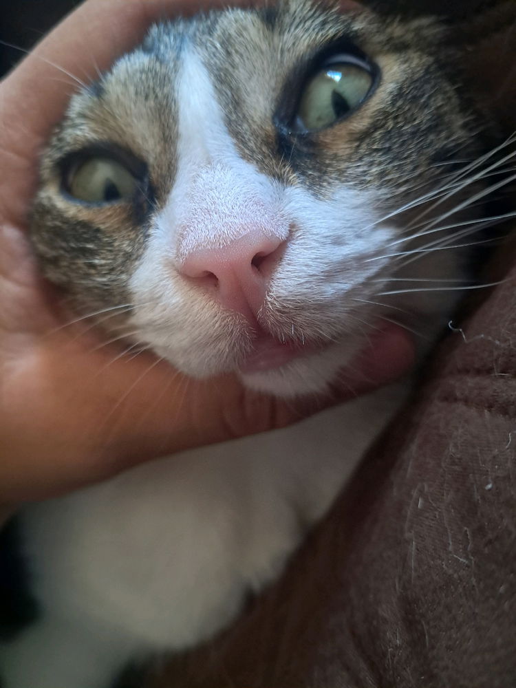 Mi gata cuando me mira y mi gata cuando la acarició: