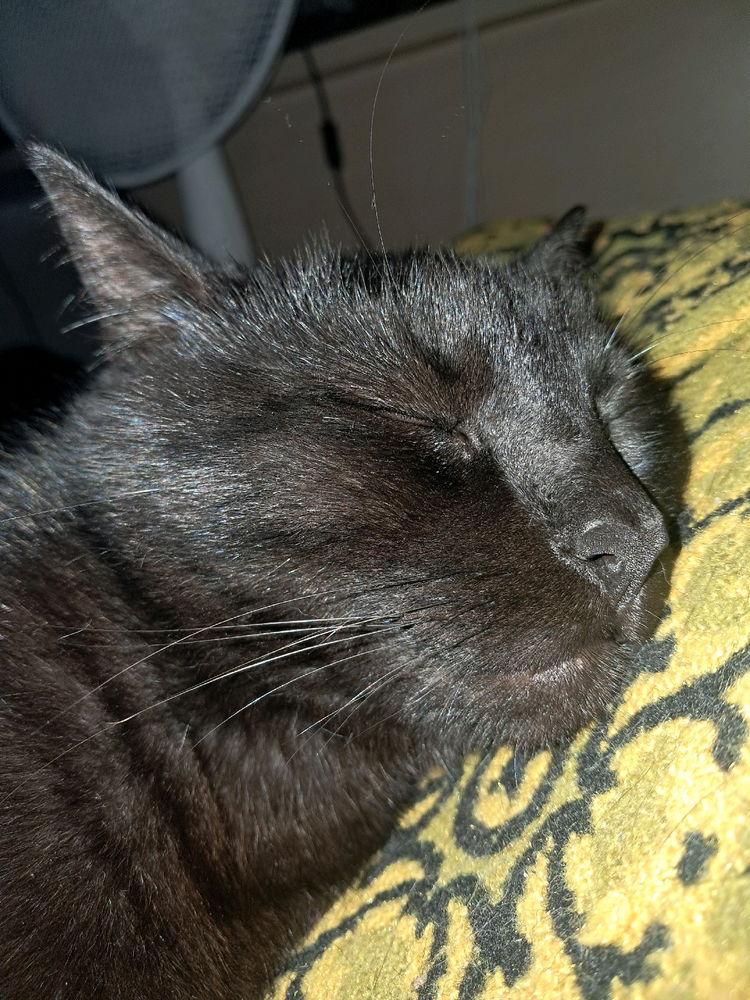 Tengo cada foto de una de mis gatas que parece un meme andante