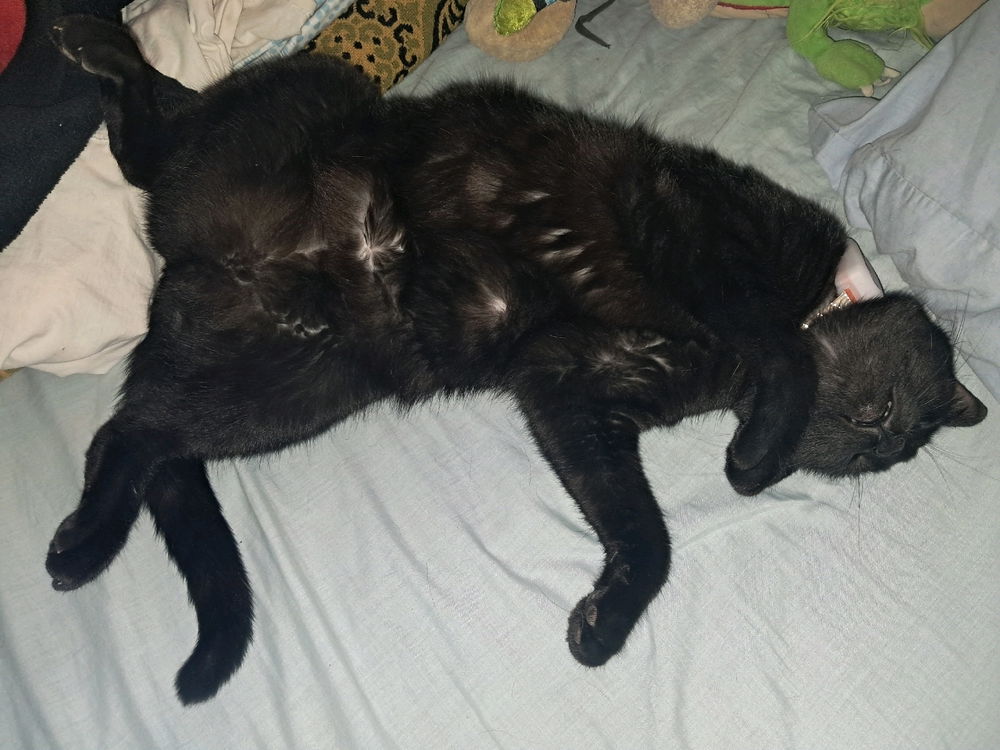 Tengo cada foto de una de mis gatas que parece un meme andante