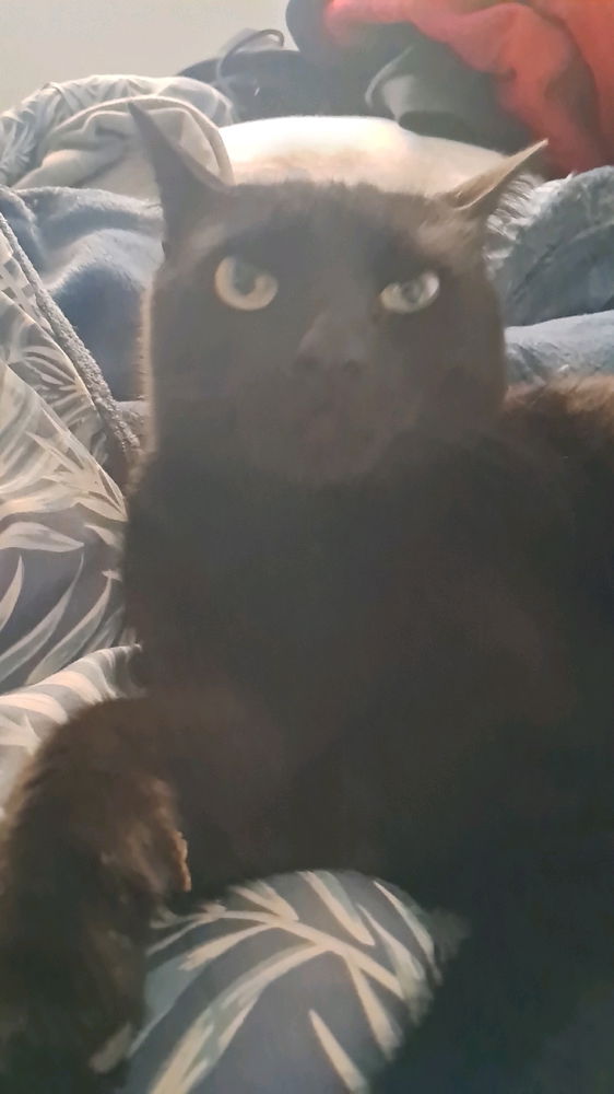 Tengo cada foto de una de mis gatas que parece un meme andante