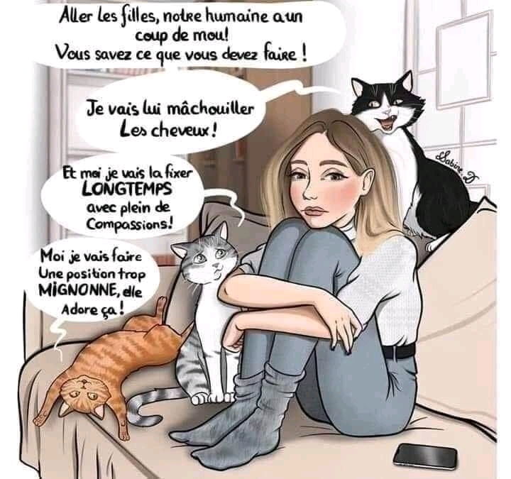 Le réconfort de nos loulous 🐱🧡