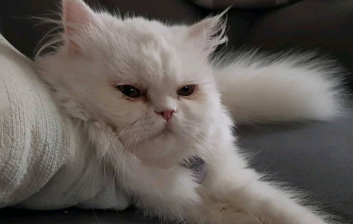 My cat could be one of those villians cat in movies