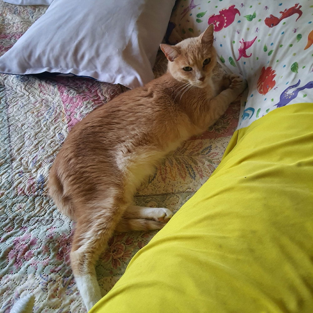 La dueña de mi cama