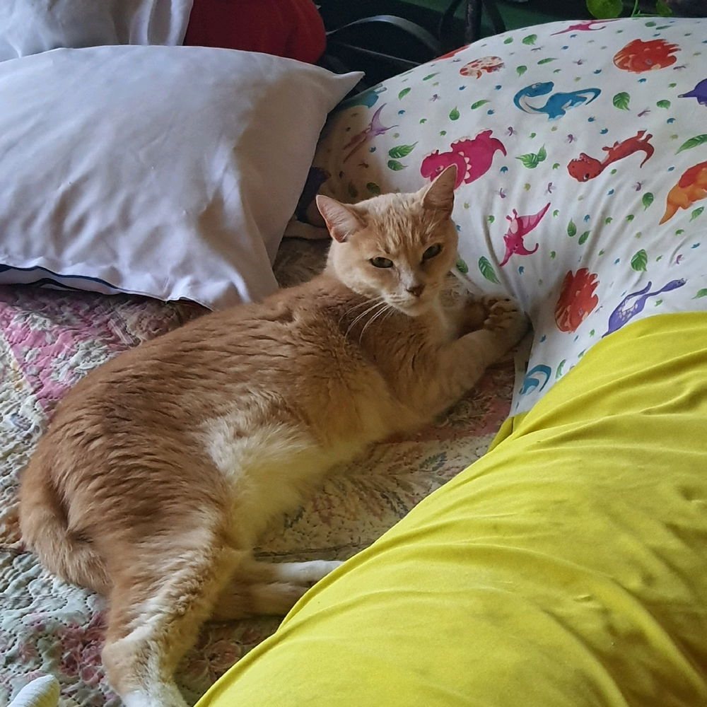 La dueña de mi cama