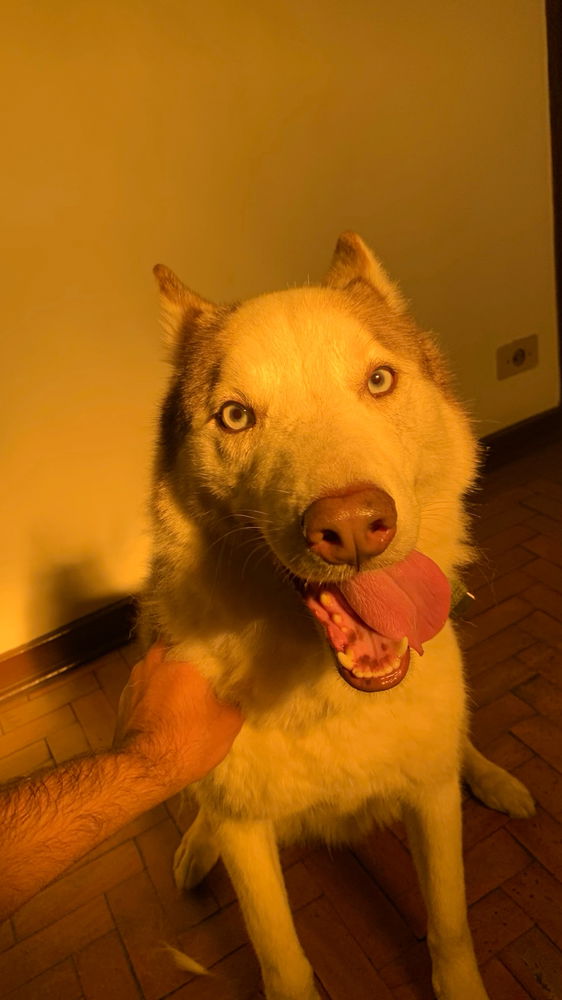 Otólito