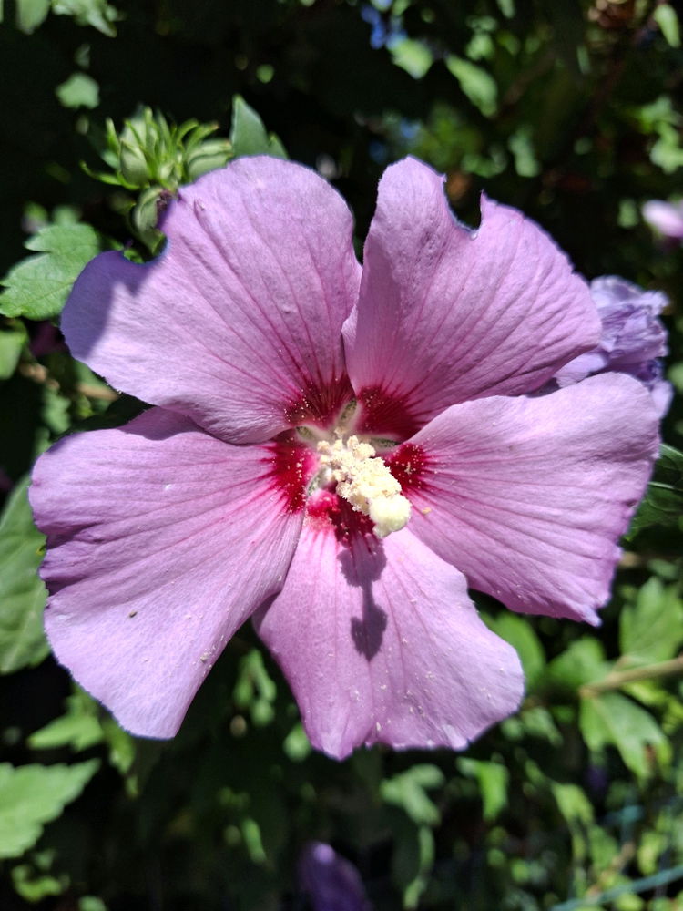 Kein Blatt vor der Blüte