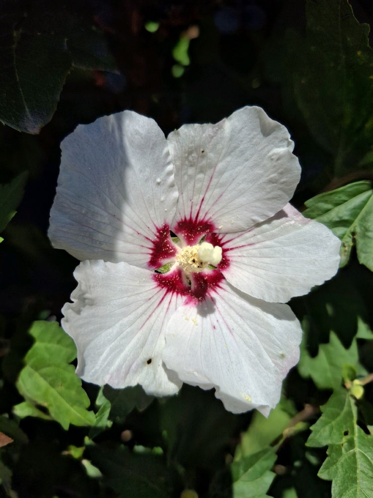 Kein Blatt vor der Blüte
