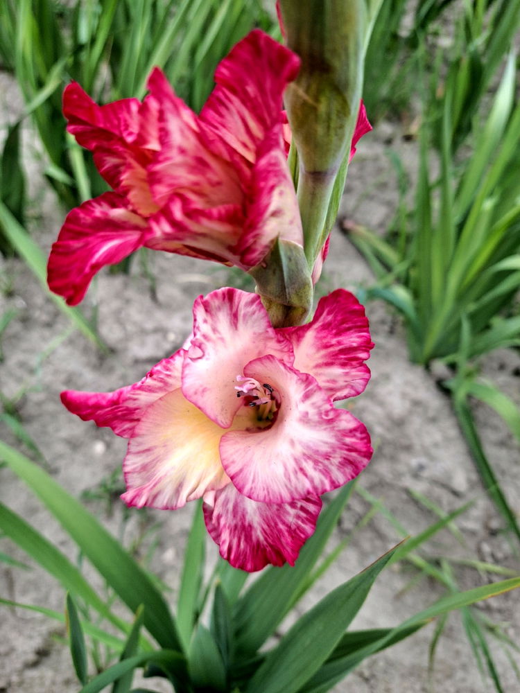 Kein Blatt vor der Blüte