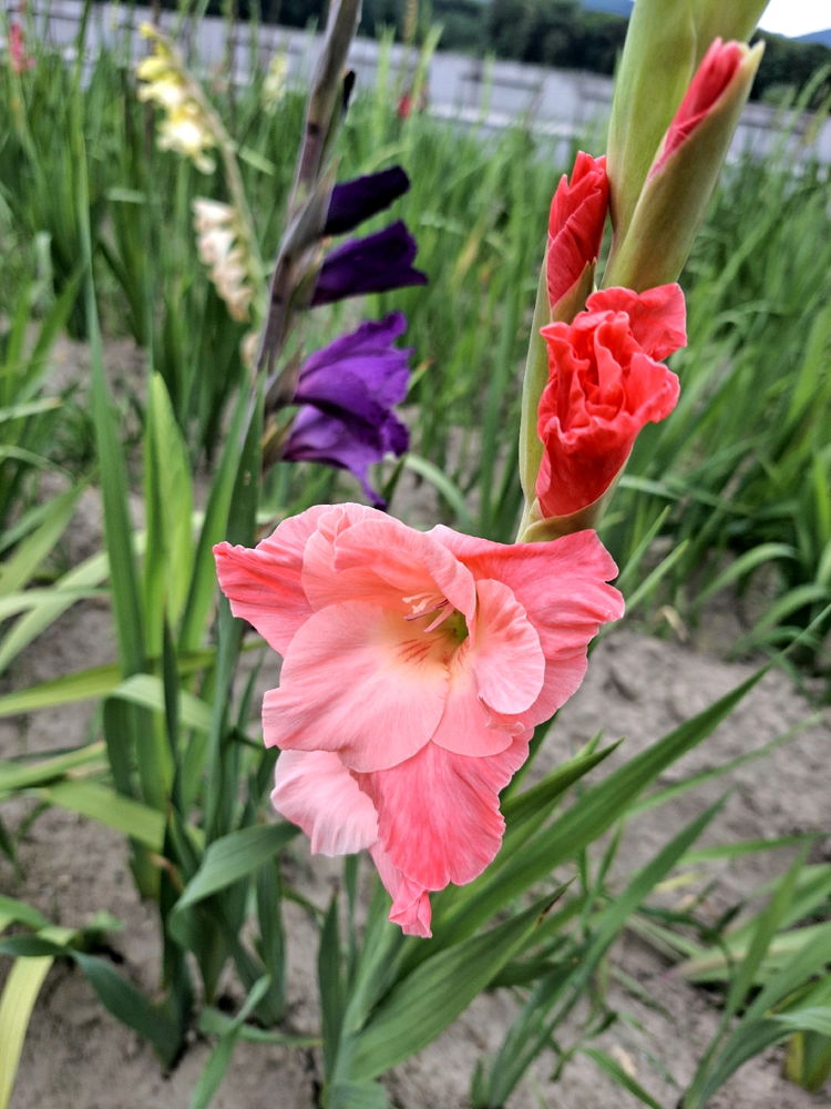 Kein Blatt vor der Blüte