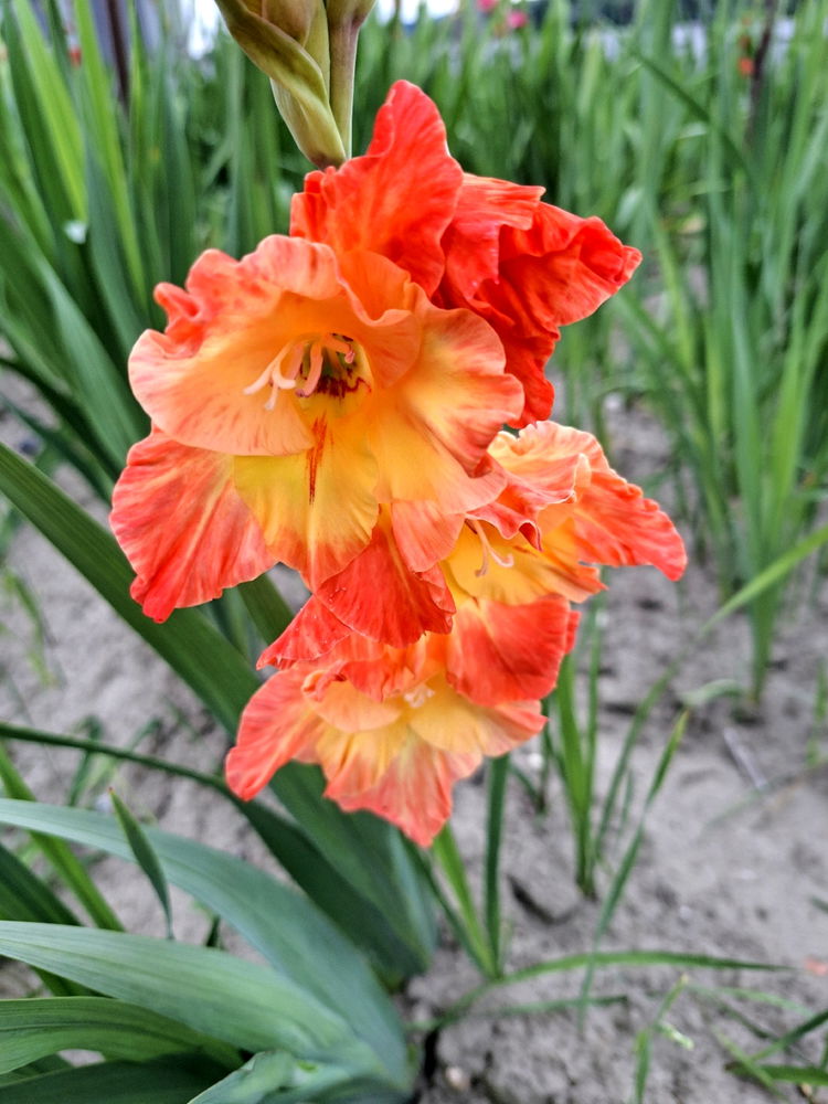 Kein Blatt vor der Blüte