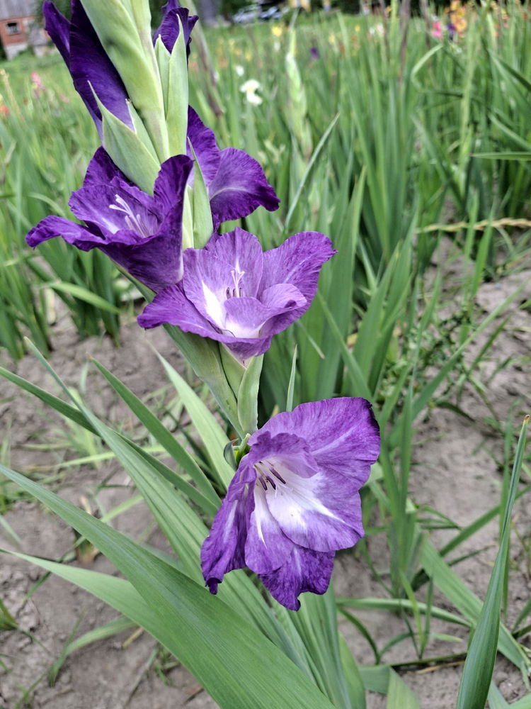 Kein Blatt vor der Blüte