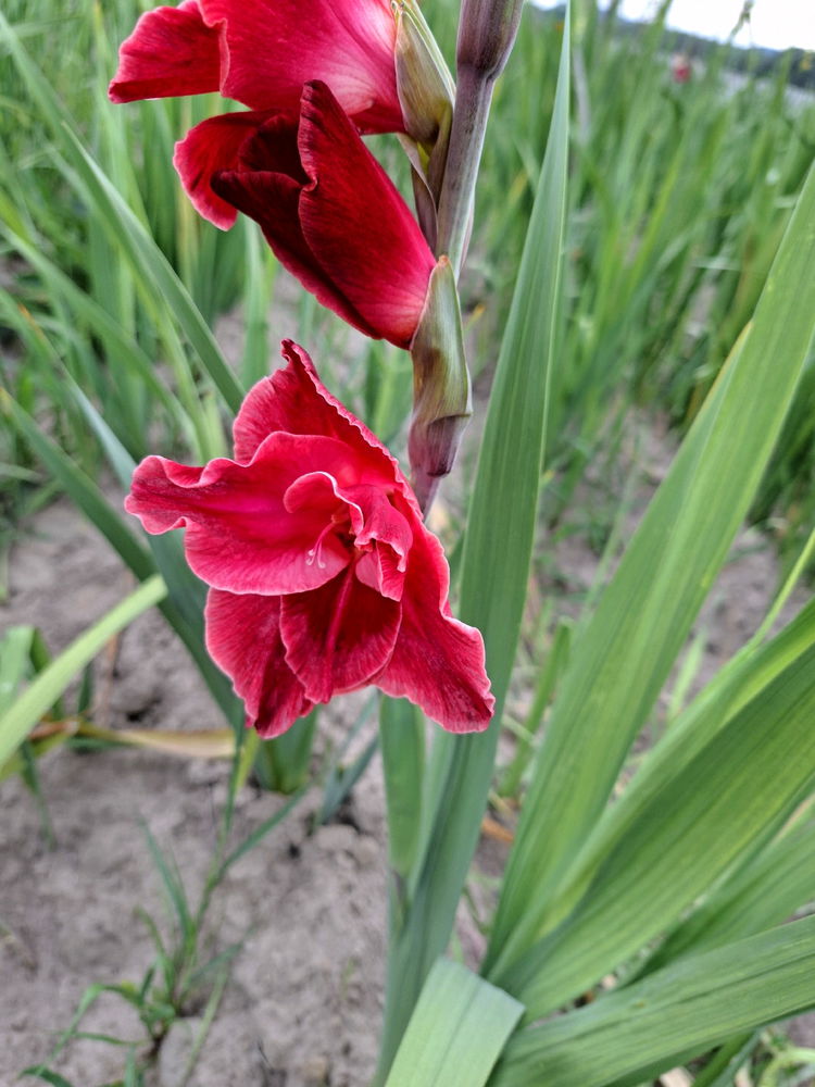 Kein Blatt vor der Blüte