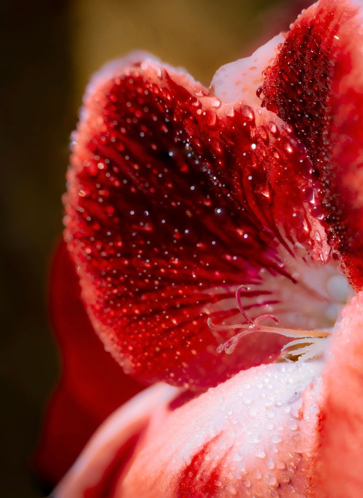 Makro Blüten 🌺