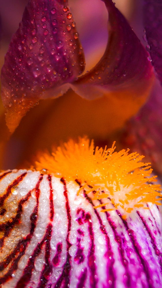 Makro Blüten 🌺