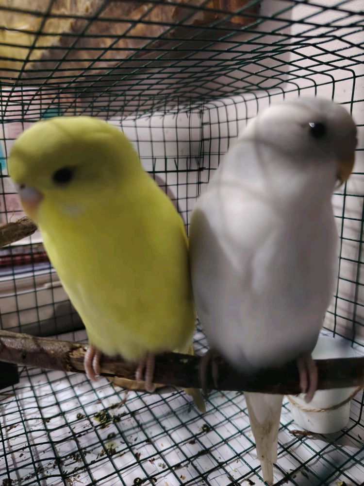 Bird pets anyone?