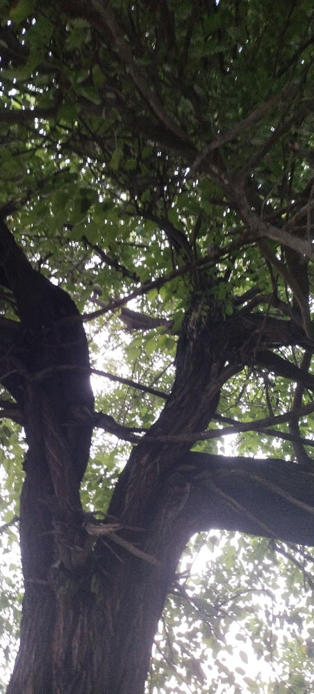 In the shade.