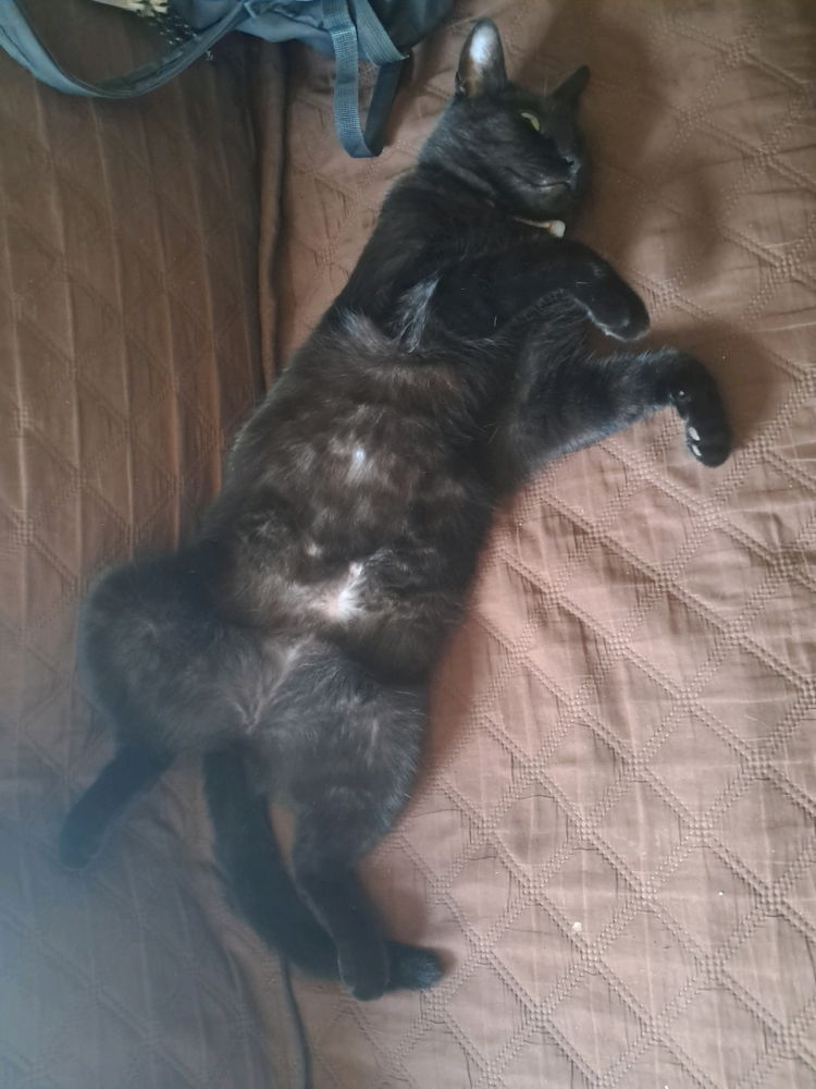 Llego a casa después de trabajar y veo esto