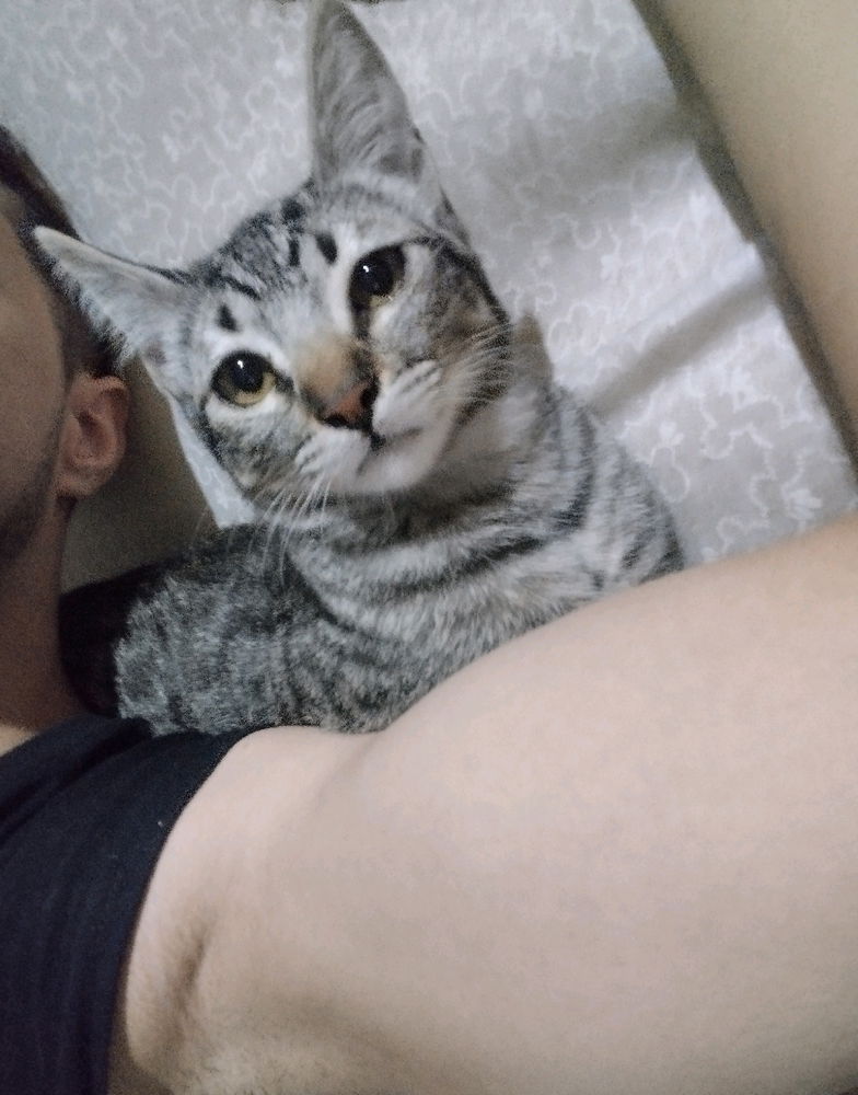 Aika, minha gatinha!
Postei porque amo ela. É isto. 🙃