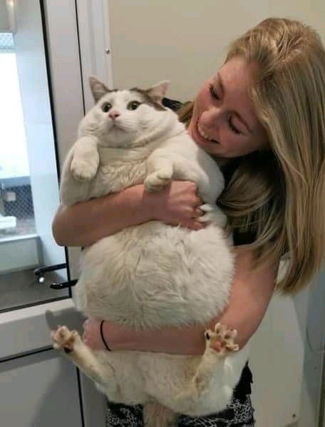Gordito