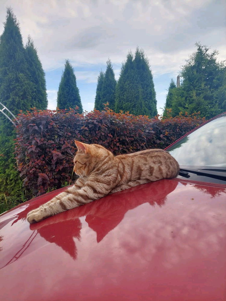 котя на капоте