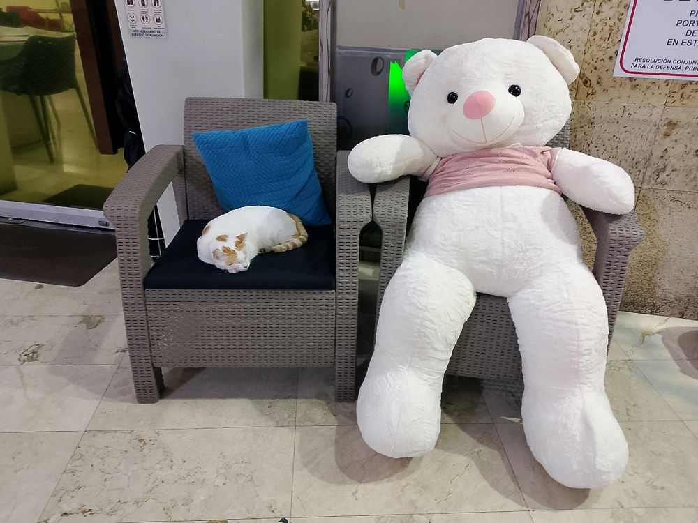 🐈🧸