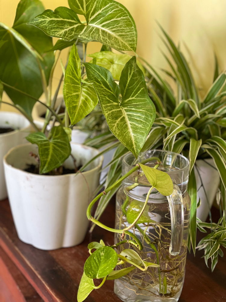 Had so much fun adding these plants to my collection 💚🍃🪴☘️