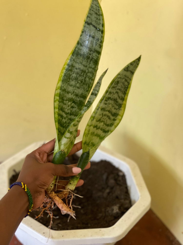 Had so much fun adding these plants to my collection 💚🍃🪴☘️