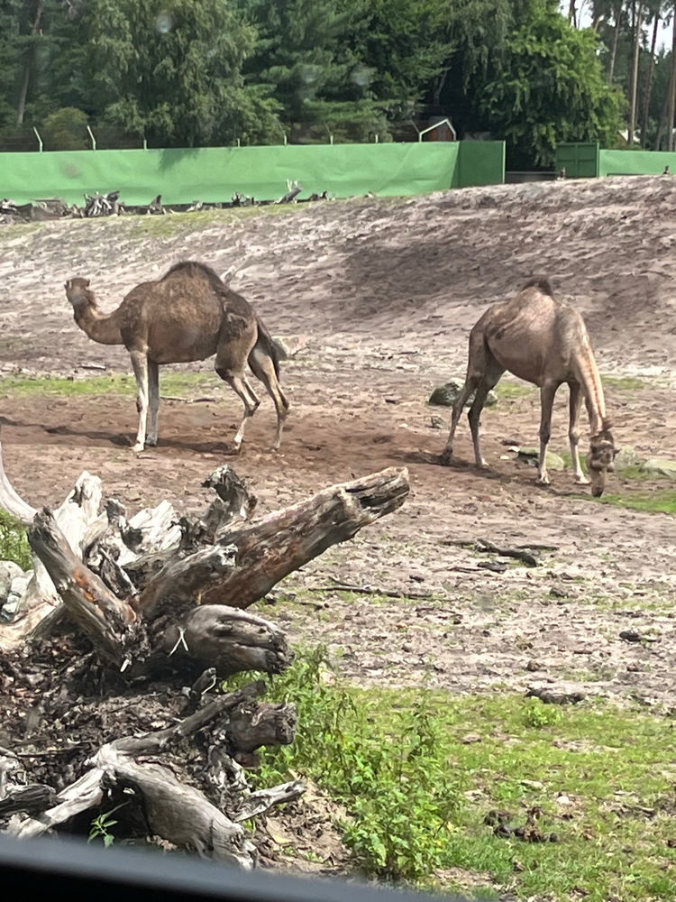 Serengeti Park