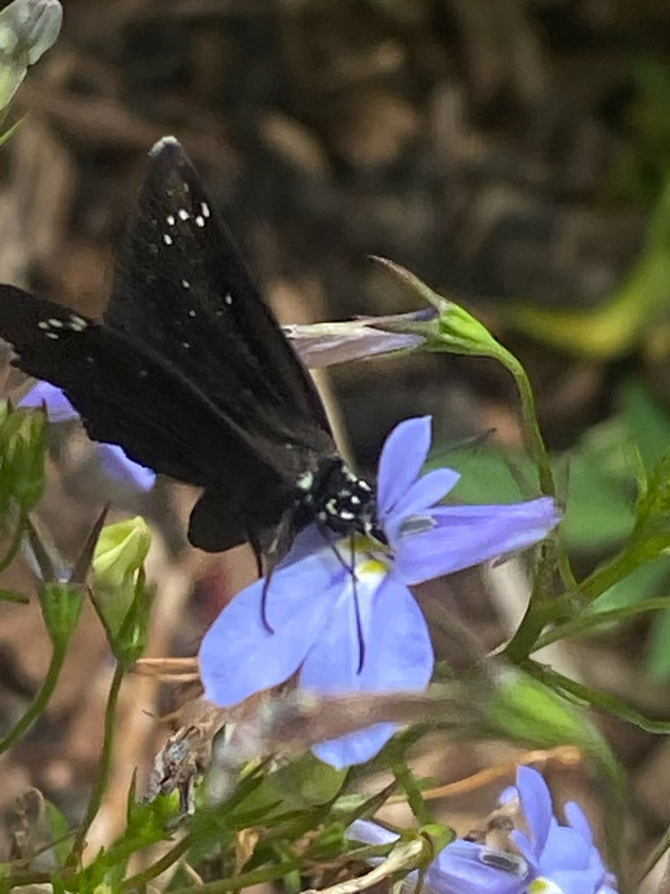 New to me butterfly…