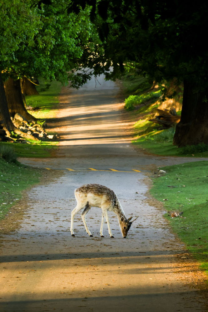 Lovely walks