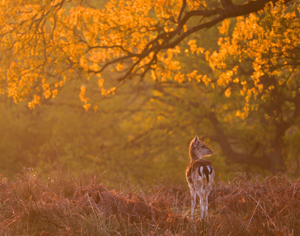 Lovely walks