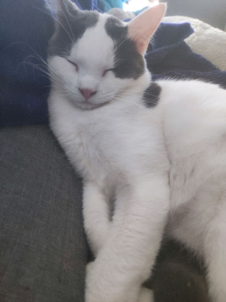 Je voudrais pouvoir dormir comme eux 😃