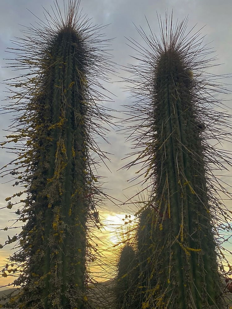 🌵