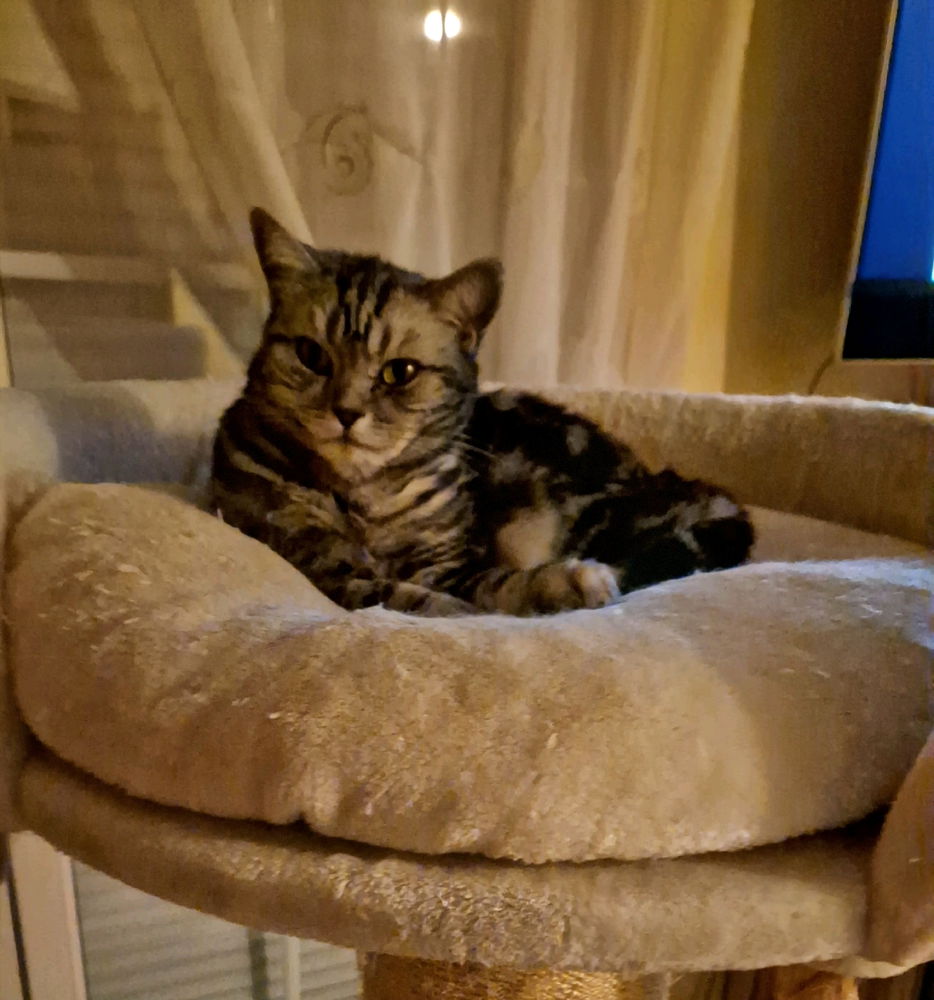 Bella