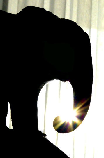 Elefant