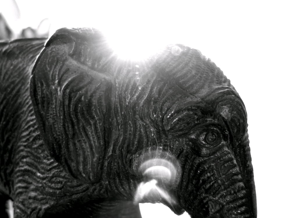 Elefant