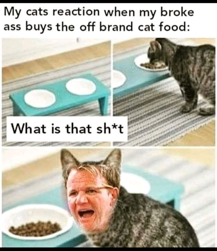 Uh oh 🙀 🐈